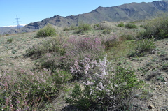 Prunus prostrata concolor