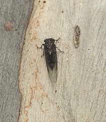 Atrapsalta corticina