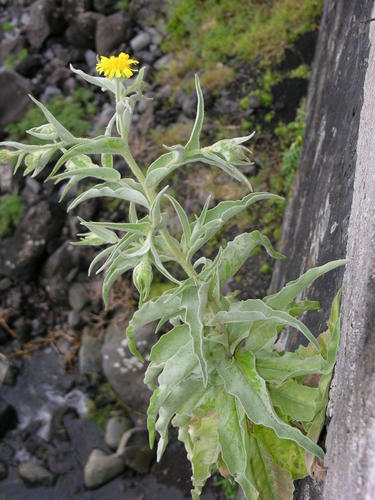 Andryala glandulosa
