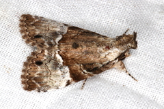 Alophosoma emmelopis