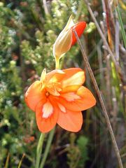 Gladiolus brevitubus
