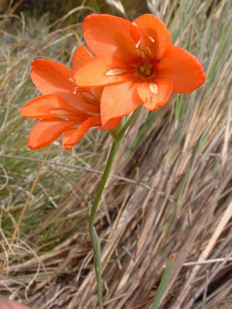 Gladiolus