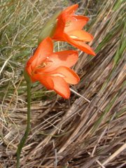 Gladiolus brevitubus