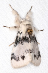 Iropoca rotundata