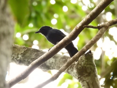 Thamnophilus divisorius