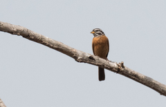 Emberiza goslingi