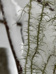 Usnea angulata