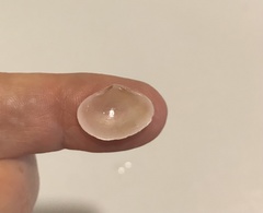 Semele bellastriata