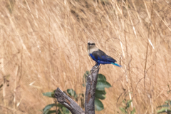 Coracias cyanogaster