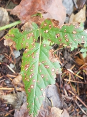 Sphaerulina westendorpii