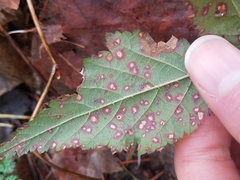 Sphaerulina westendorpii