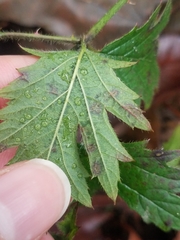 Sphaerulina westendorpii