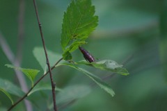 Spiraea alba latifolia