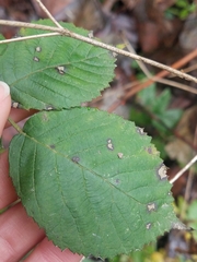 Sphaerulina westendorpii