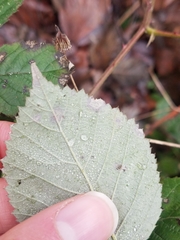 Sphaerulina westendorpii