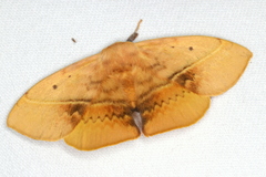 Anthela varia