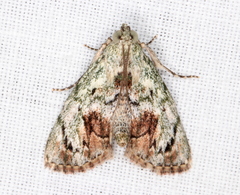 Enchesphora recurvalis