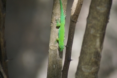 Phelsuma astriata