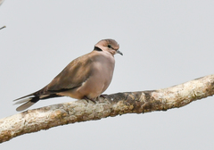 Streptopelia vinacea