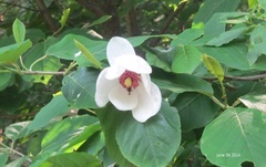 Magnolia sieboldii