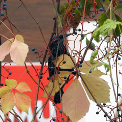 Parthenocissus quinquefolia
