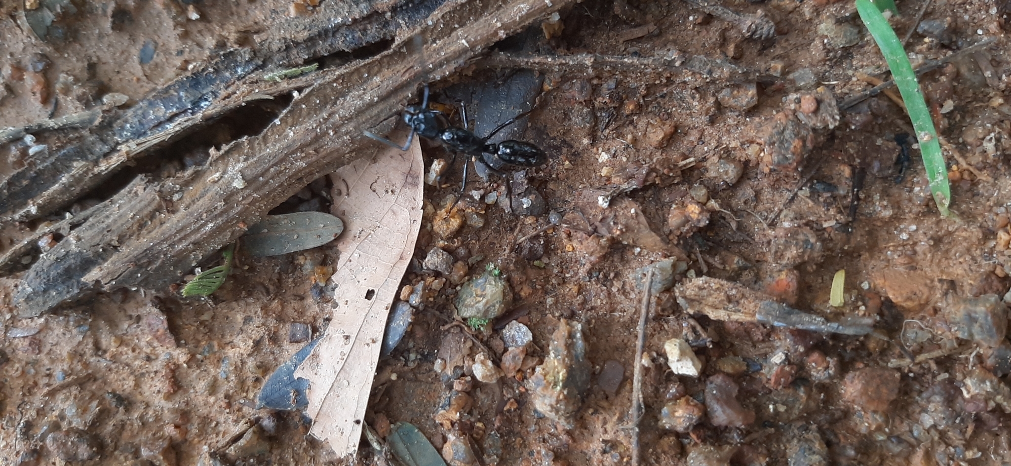 Neoponera laevigata