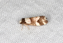 Thallarcha phalarota