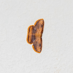 Drapetodes mitaria