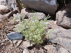Cryptantha globulifera