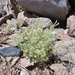 Cryptantha globulifera - Photo (c) Quentin Vandemoortele, some rights reserved (CC BY-NC), uploaded by Quentin Vandemoortele