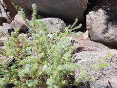 Cryptantha globulifera