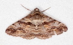 Gastrinodes bitaeniaria