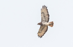 Buteo auguralis