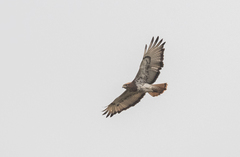 Buteo auguralis
