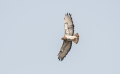 Buteo auguralis