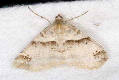 Syneora hemeropa