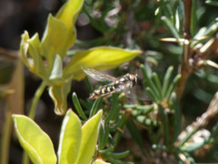 Austroscaeva melanostoma