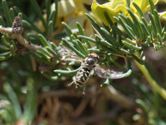 Austroscaeva melanostoma