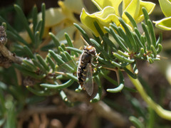 Austroscaeva melanostoma
