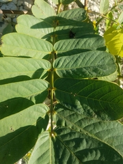 Senna alata