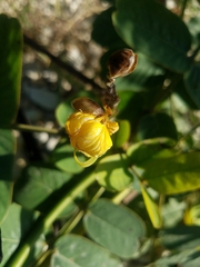 Senna alata