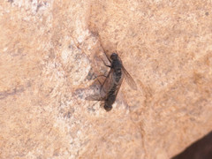 Aphoebantus