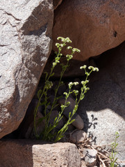 Cryptantha cynoglossoides