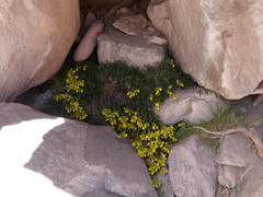 Calceolaria pinifolia