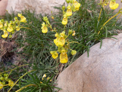 Calceolaria pinifolia