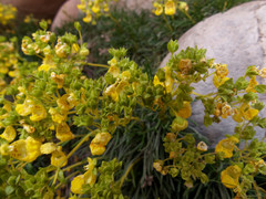 Calceolaria pinifolia