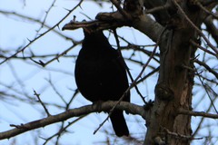 Turdus merula