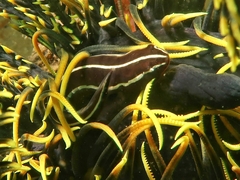 Crinoid Clingfish photo 2