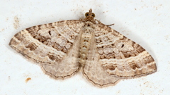 Chrysolarentia subrectaria