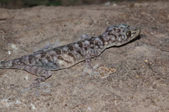 Gekko scientiadventura